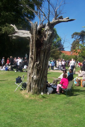 Tree struck by lightning